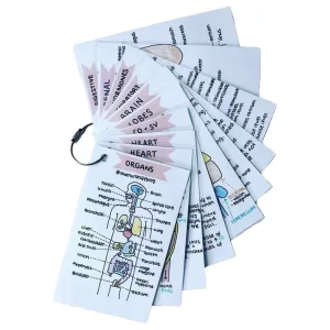 Physiology Flash Cards2